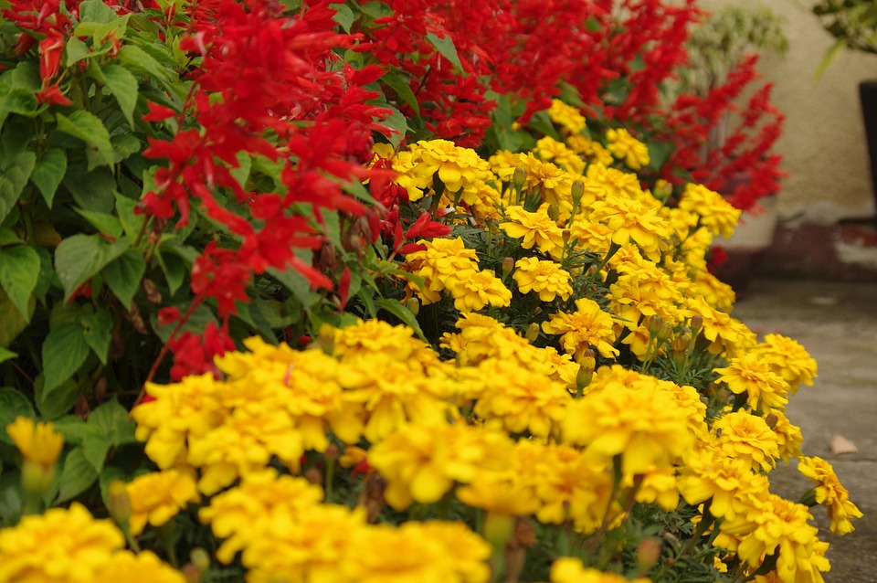 The Tagetes Flowers Autumn - Free photo on Pixabay