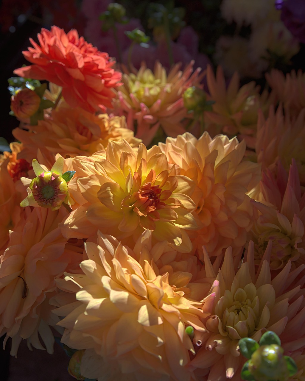 Dahlia Bunga Bloom - Foto gratis di Pixabay - Pixabay