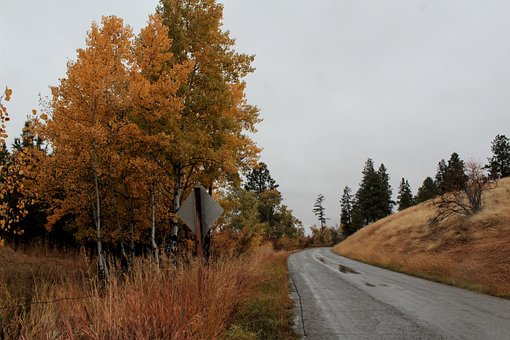Efterår, Gade, Vejkanten, Vejskilt