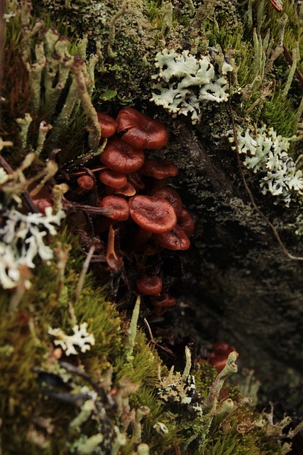 Champignon, Svampe, Lav, Natur, Makro