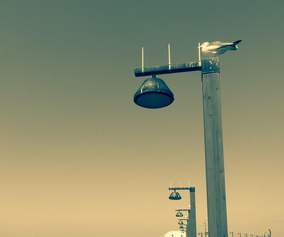 Free Beach Seagull photo and picture