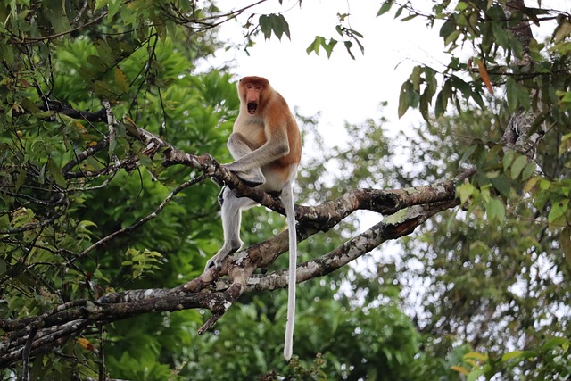 Proboscis, Aap, Lange Neus, Borneo