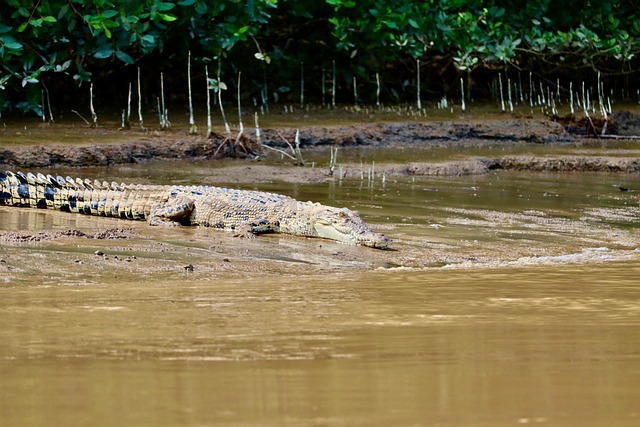 Krokodil, Zoutwater, Reptiel, Borneo