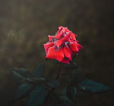 Rose, Blumen Hintergrund, Blume