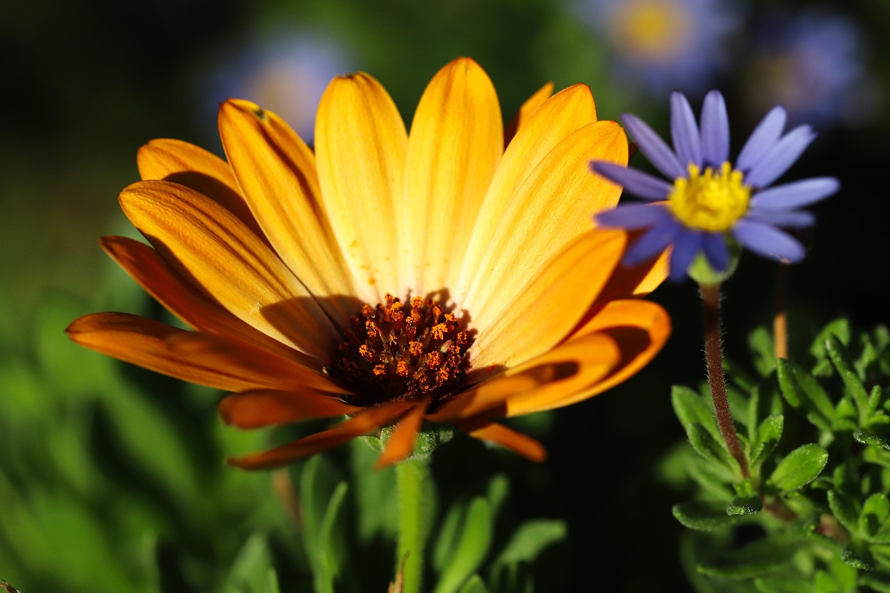 Sitemapcdatahttpwweinfbizidphoto De Profil Nature Fleur