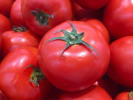 Free Tomato Tomatoes photo and picture