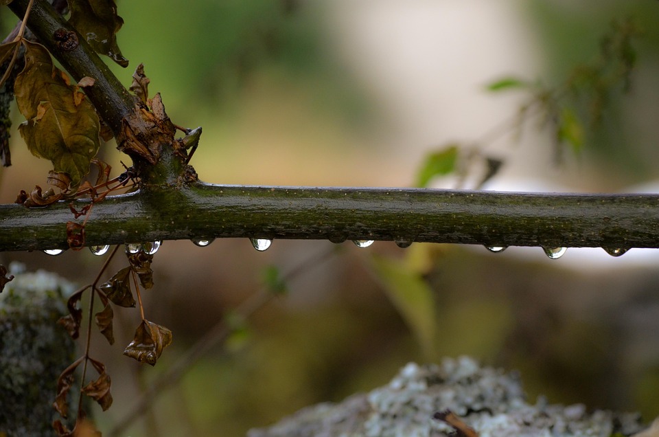 枝杈 雨 森林 - Pixabay上的免费照片 - Pixabay