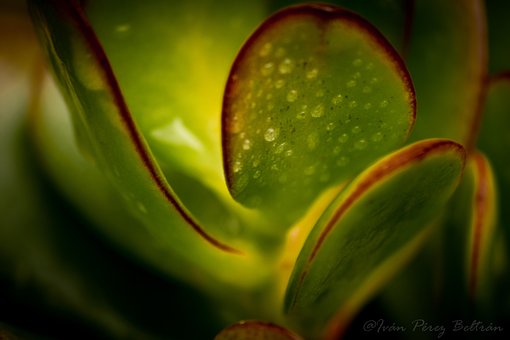 Free Green Nature photo and picture