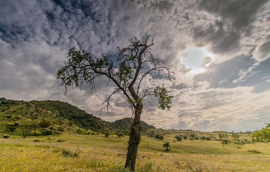 Free Tree Nature photo and picture