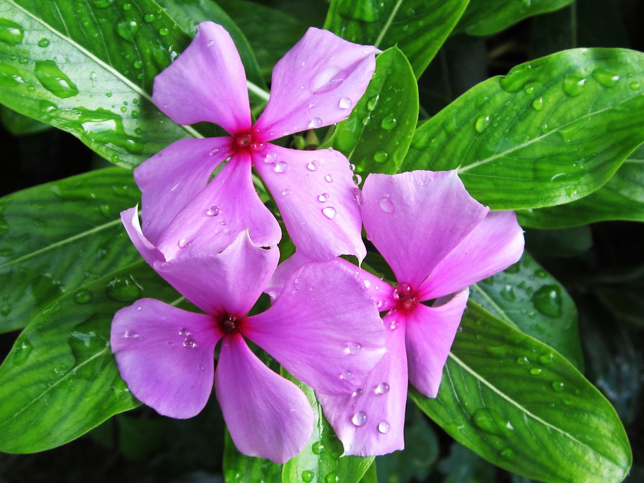 Flowers Yard To Flourish Free Photo On Pixabay Pixabay flowers-yard-to-flourish-free-photo-on-pixabay-pixabay