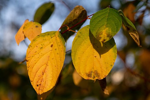 Free Leaves Autumn photo and picture