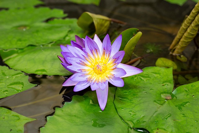 Free Flower Beautiful Flowers photo and picture