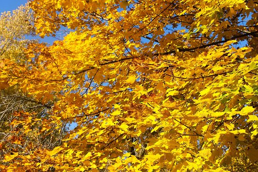Free Autumn Nature photo and picture