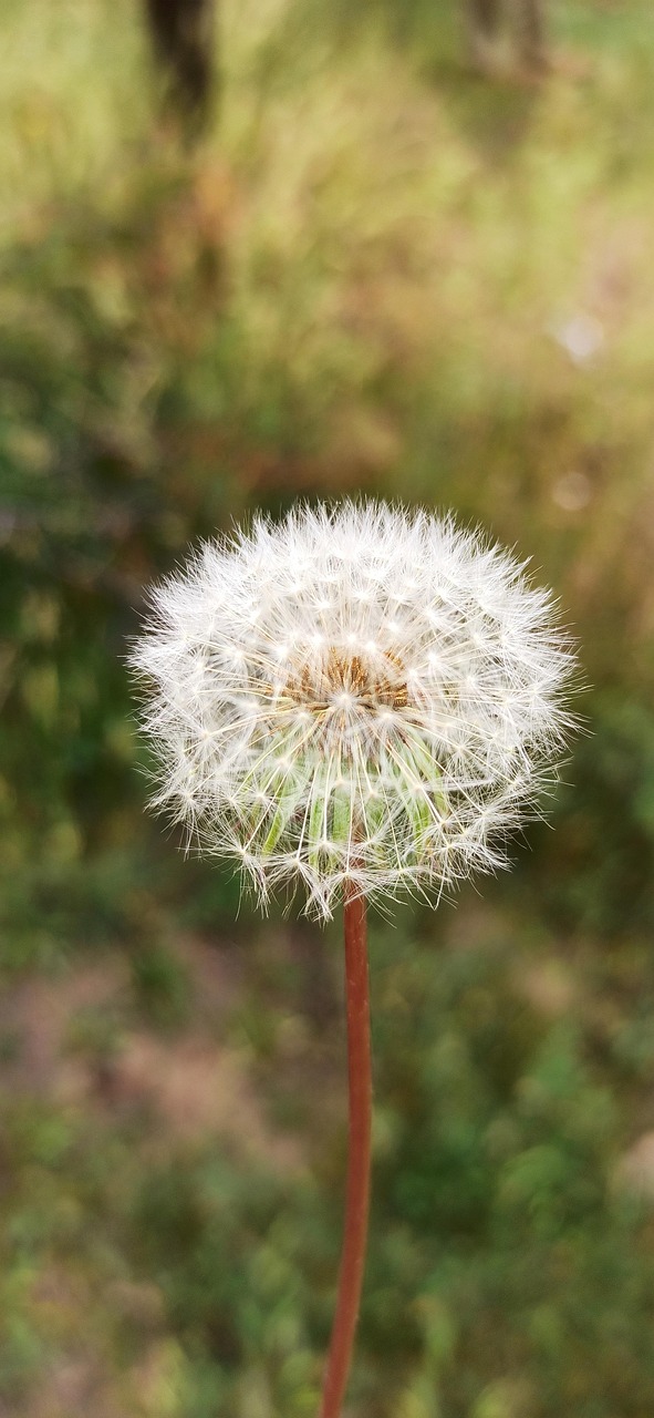 花 种子 蒲公英 - Pixabay上的免费照片 - Pixabay