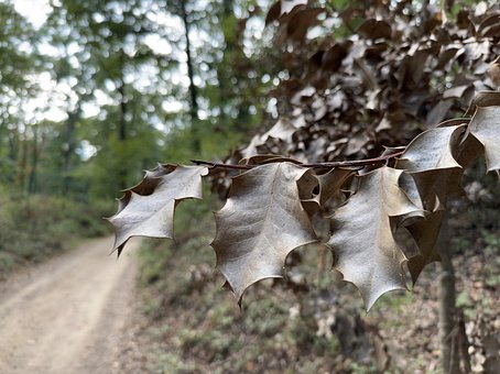Metzgerbesen, Laub, Herbst, Wanderweg