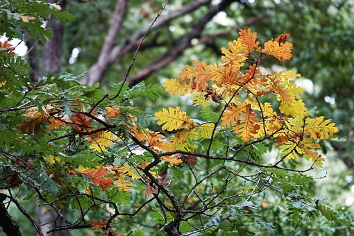 Laub, Herbst, Natur, Blätter, Grün, Wald
