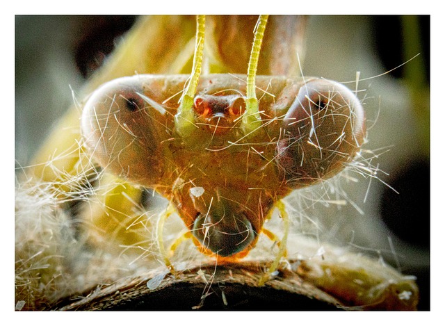 Mantis Insect Close-Up - Free photo on Pixabay