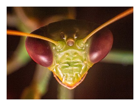 Praying Mantis, Insect, Gezicht, Macro