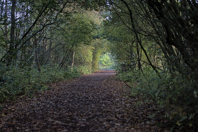 Free Nature Autumn photo and picture