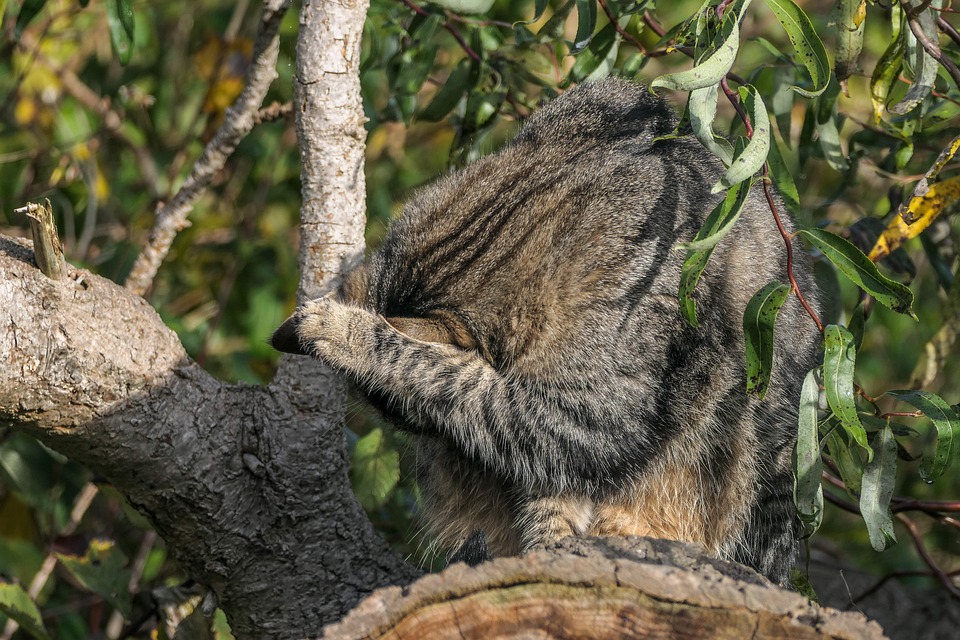 European Tree Cat Cat European Shorthair Trees - Free photo on Pixabay