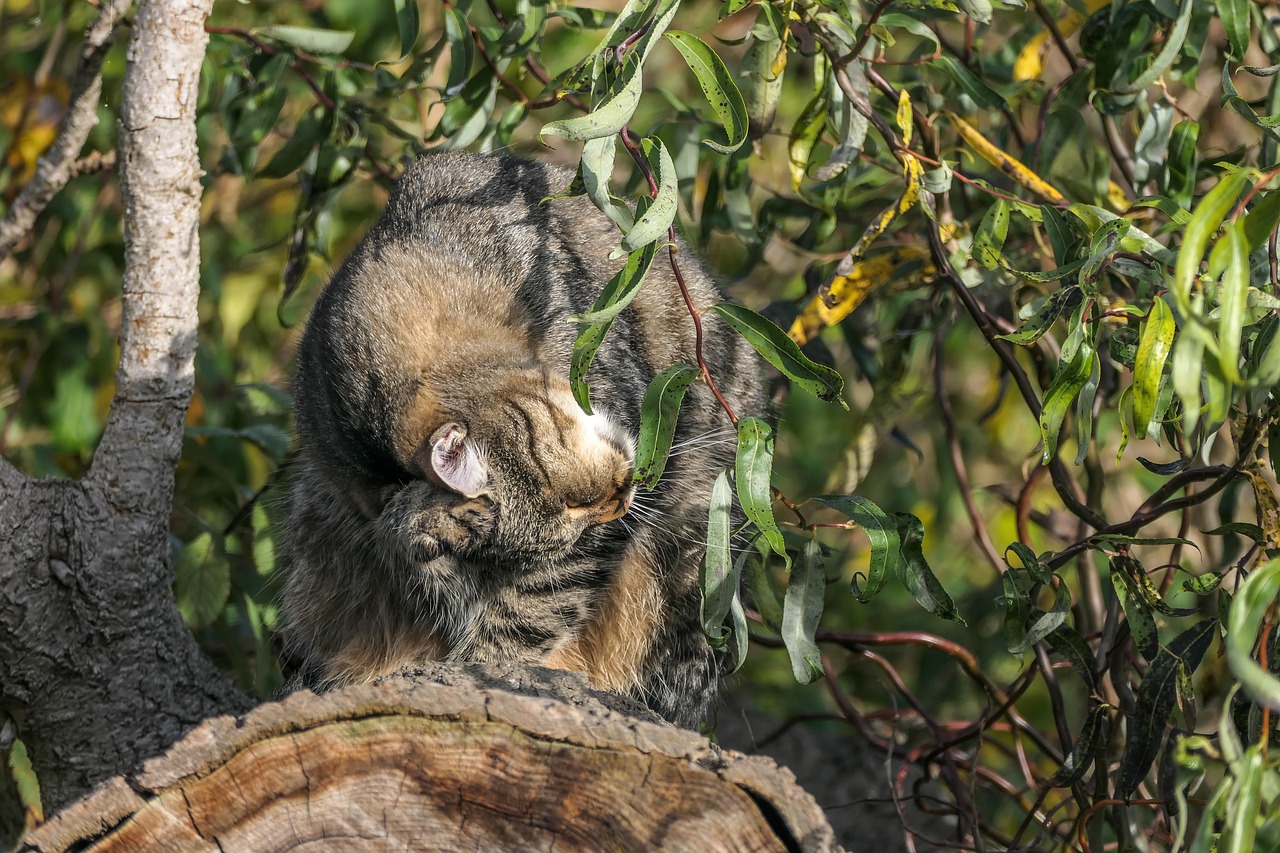 European Tree Cat Cat European Shorthair Trees - Free photo on Pixabay - Pixabay