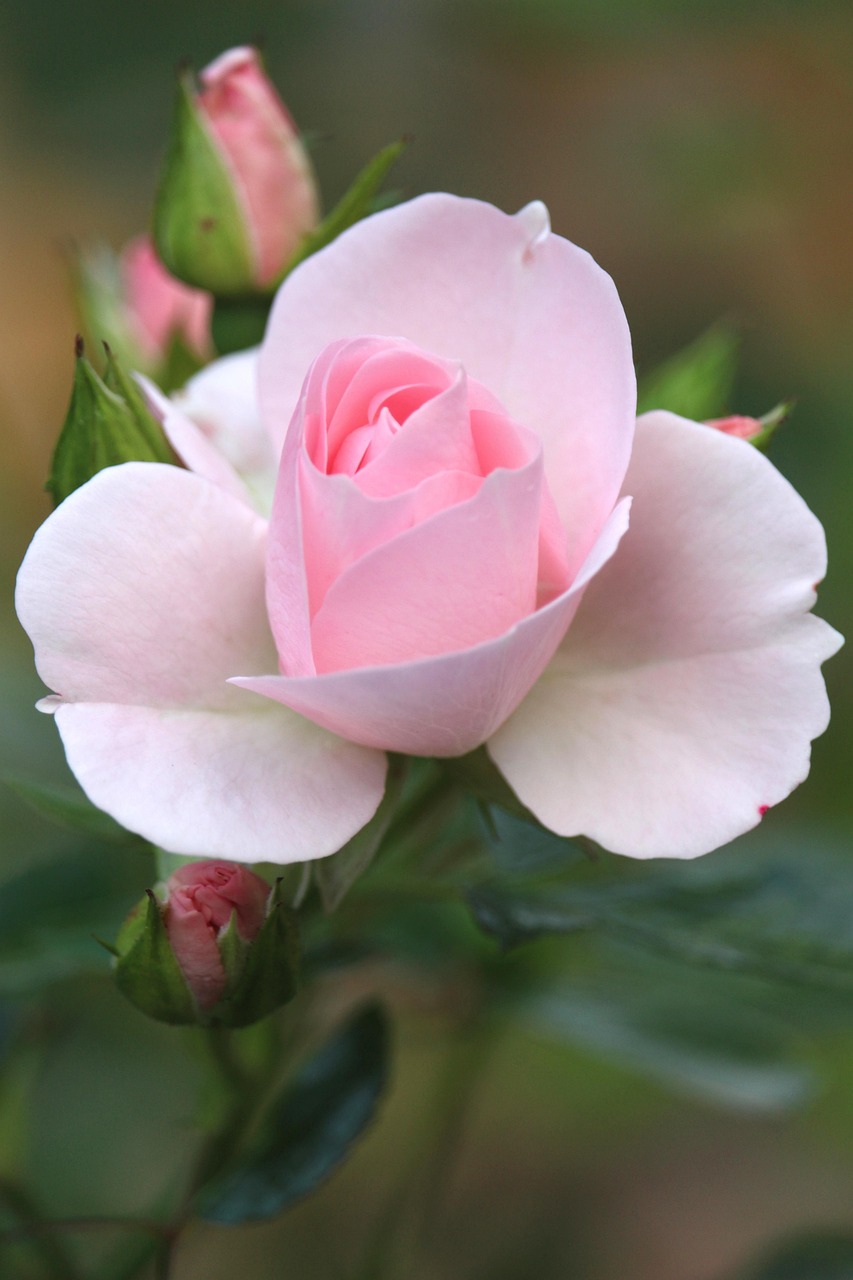 Des Roses Fleurs Photo Gratuite Sur Pixabay Pixabay