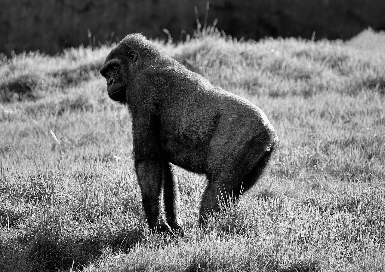 Gorilla - free online jigsaw puzzle photo