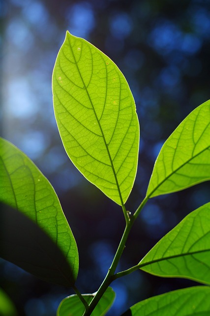 Blad, Grøn, Have, Plante, Botanik, Natur