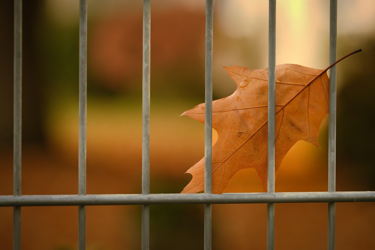 Leaf - free online jigsaw puzzle photo
