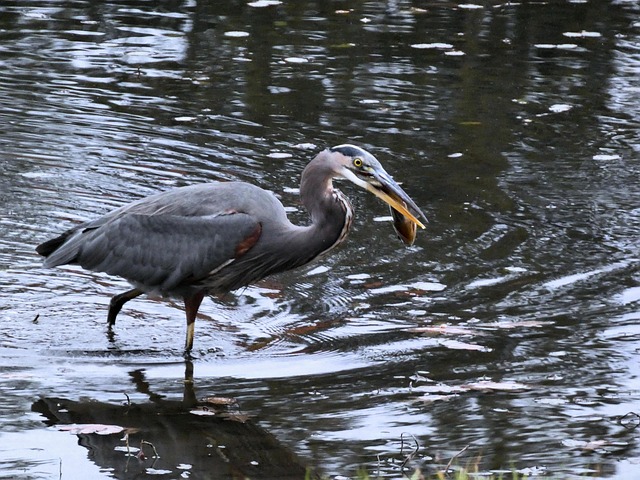 Free Great Blue Heron Heron photo and picture
