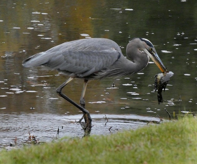 Free Heron Egret photo and picture