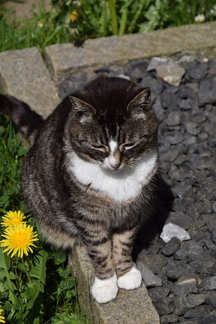 Katze, Hauskatze, Haustier, Tier