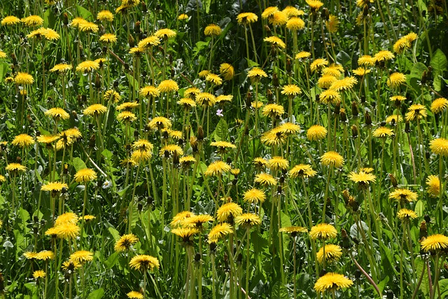 Blumen, Natur, Wiese, Frühling, Licht