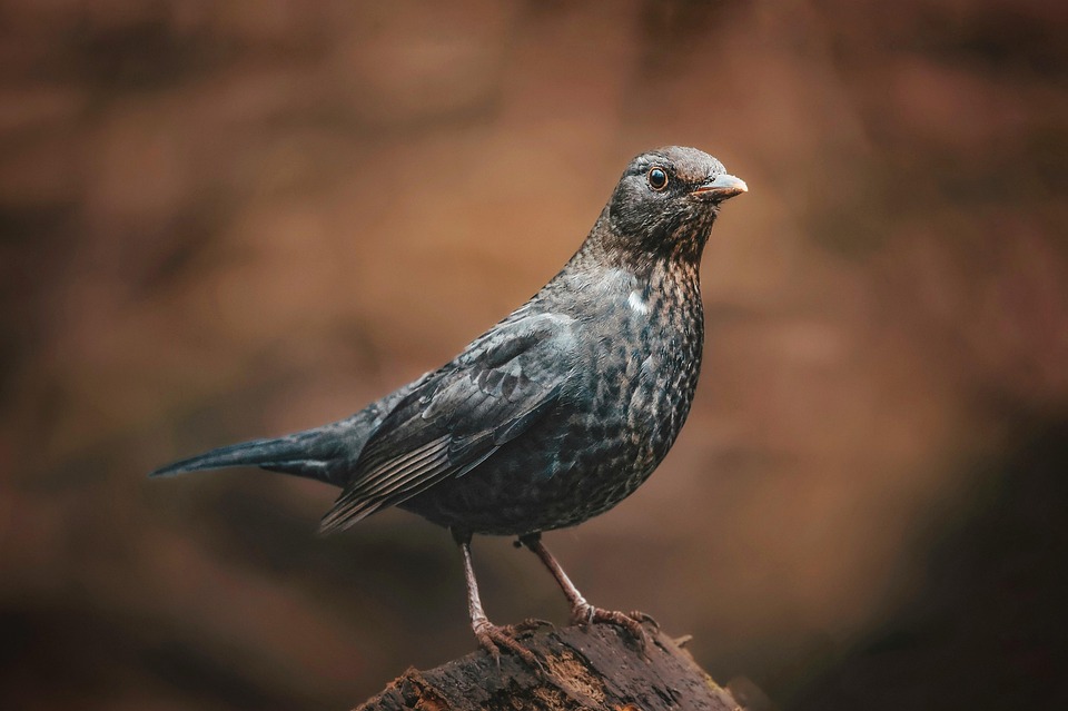 Bird Flu in Canada: Potential Human Transmission Risk Amid New Mutations - News Directory 3