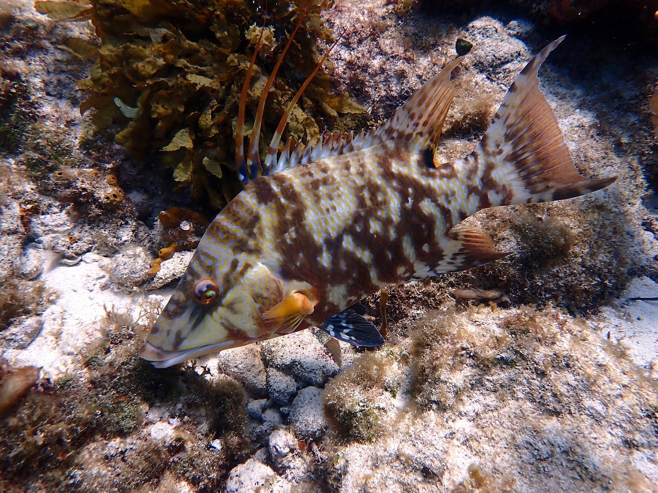 Schtein Fish Schweinsfisch Fische Marine - Kostenloses Foto auf Pixabay - Pixabay