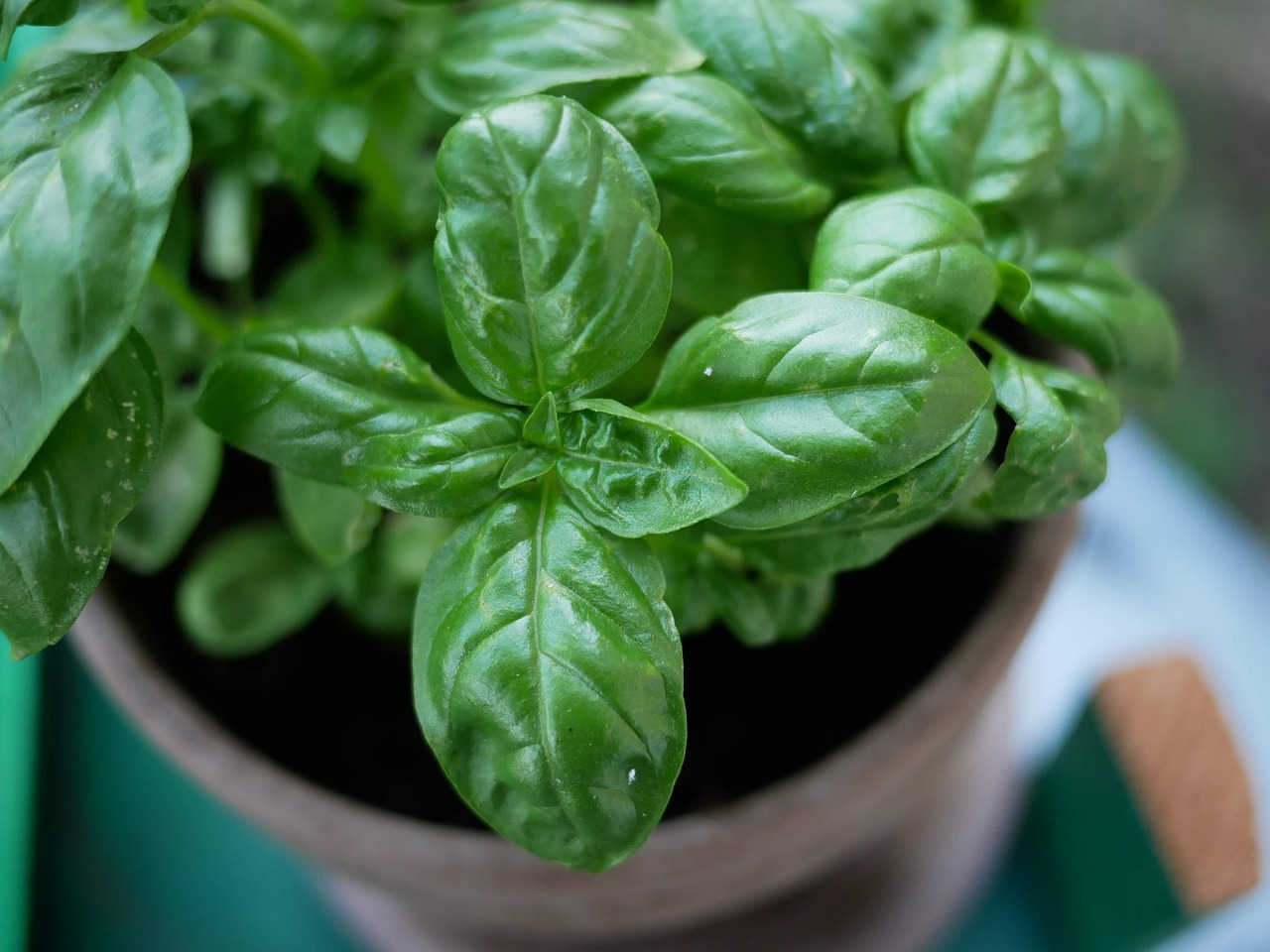 Basil Pot Free photo on Pixabay Pixabay