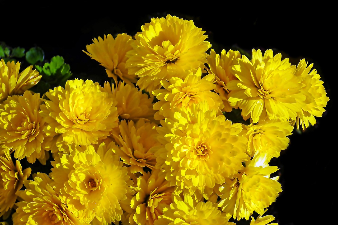 Chrysanthemums Flowers Yellow Free photo on Pixabay Pixabay