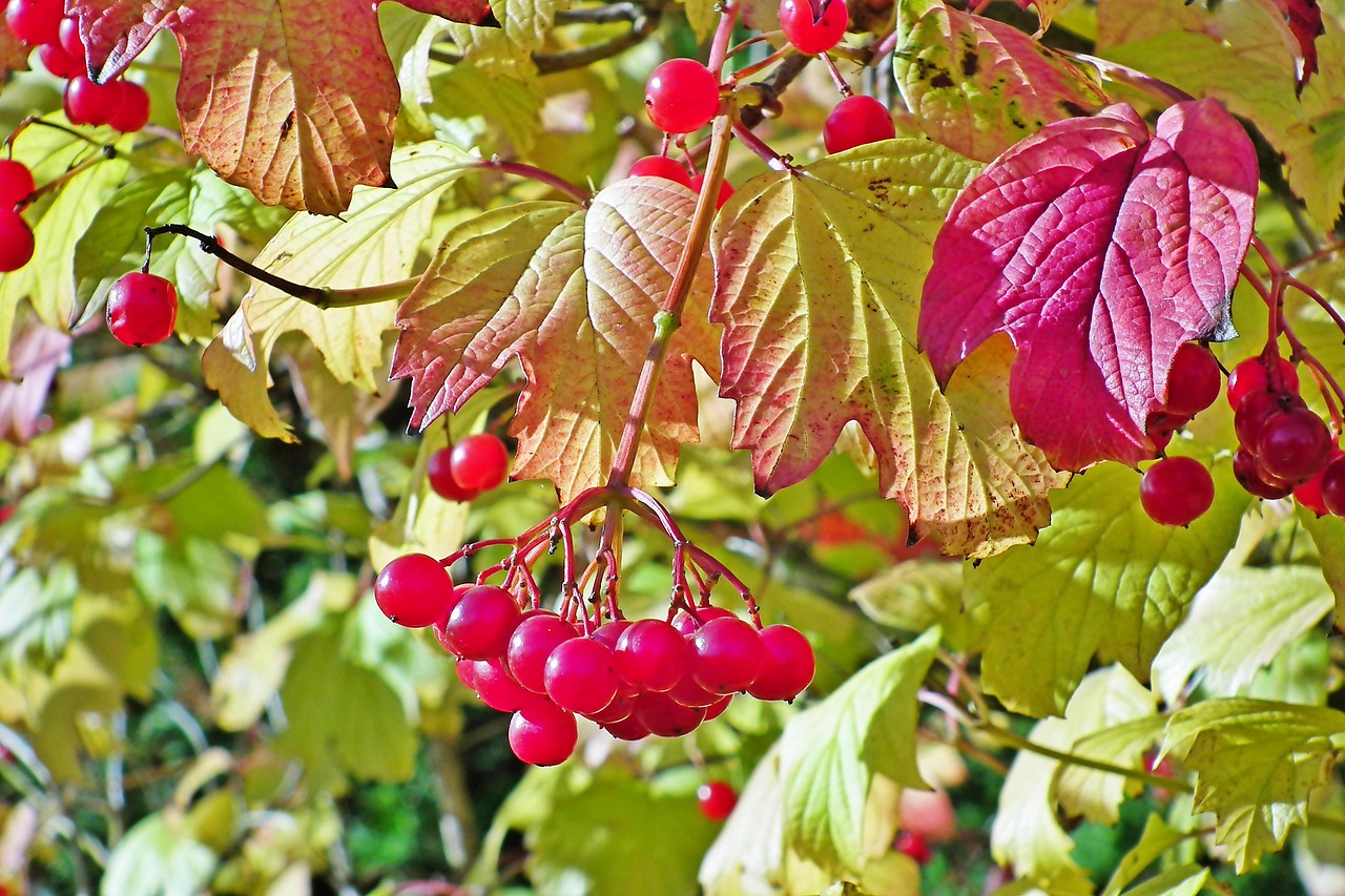 ガマズミ属の木 木 果物 - Pixabayの無料写真 - Pixabay