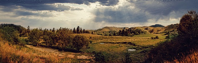 Free Trees Forest photo and picture