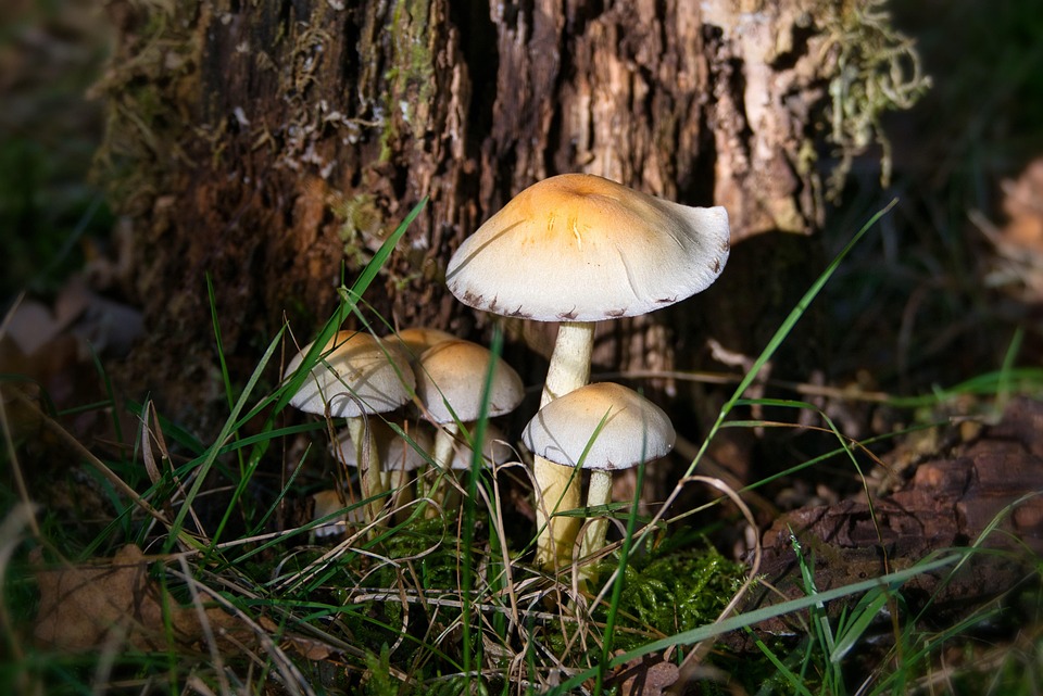 Funghi Lamella Fungo Foto gratis su Pixabay