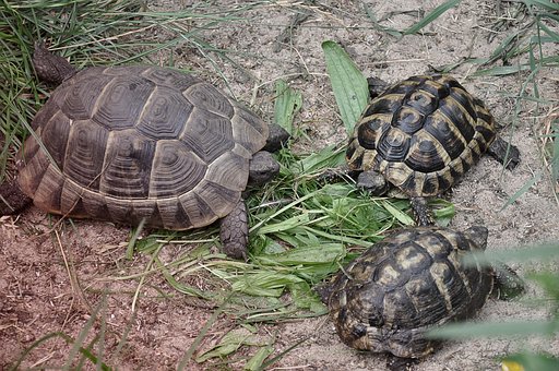 Free Tortoise Tortoise Shell photo and picture