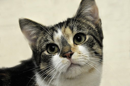 Free Domestic Animal Animal photo and picture
