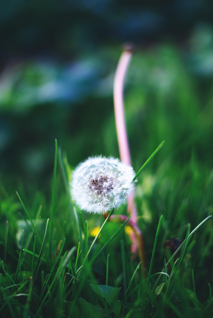 2.000+ kostenlose Pusteblume und Löwenzahn-Bilder - Pixabay 2.000+ kostenlose Pusteblume und Löwenzahn-Bilder - Pixabay