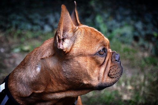Free Dog French Bulldog photo and picture