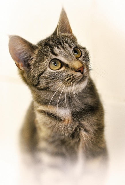 Free Cat Female photo and picture