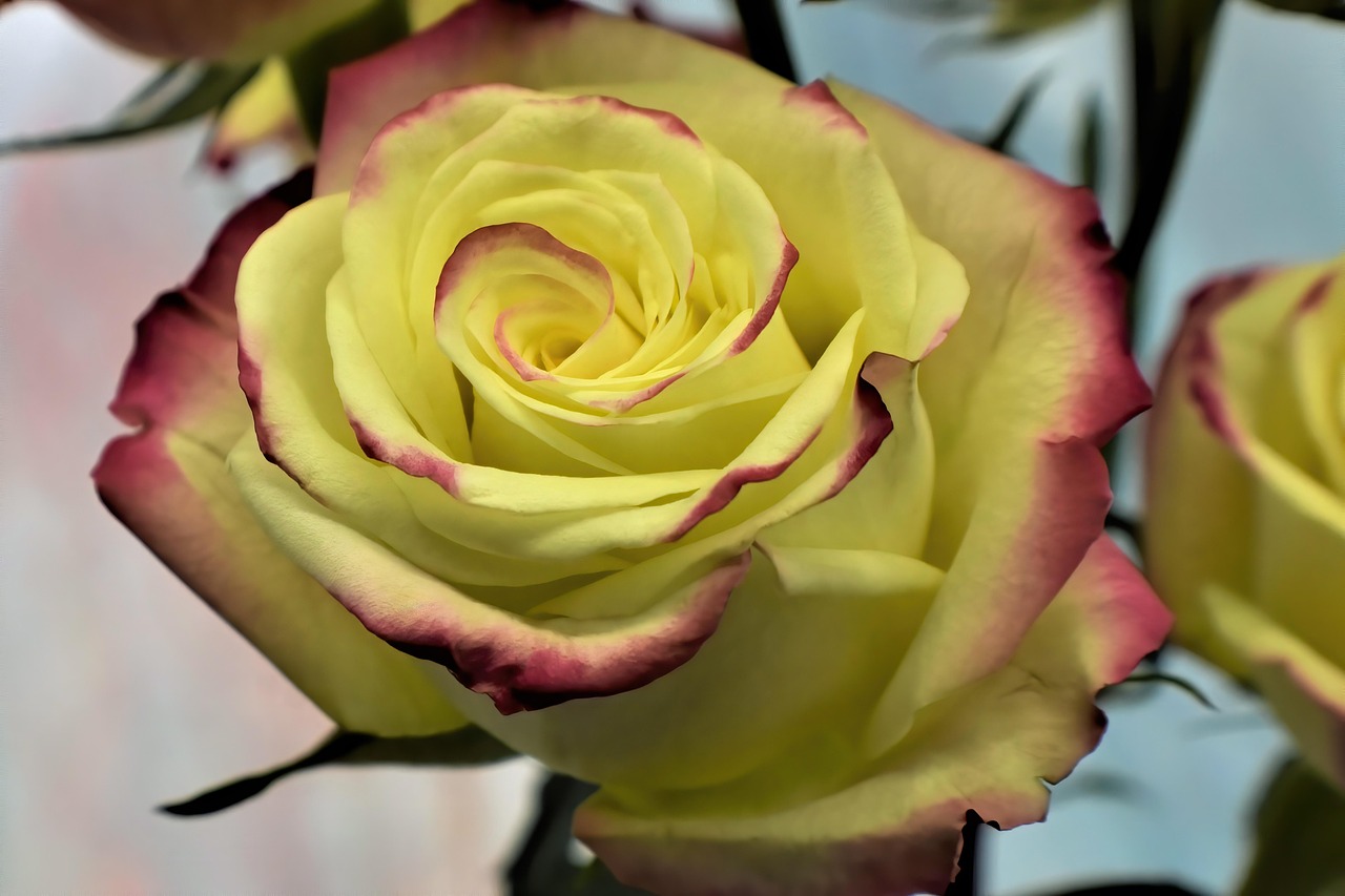 39 Roses Rose Flower Plant - Free photo on Pixabay