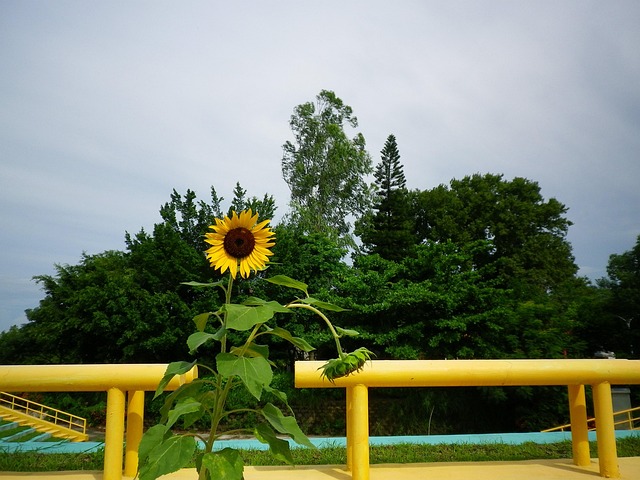 Free Flower Sunflower photo and picture