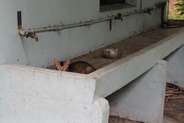 Free Cat Animal photo and picture
