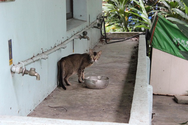Free Cat Animal photo and picture