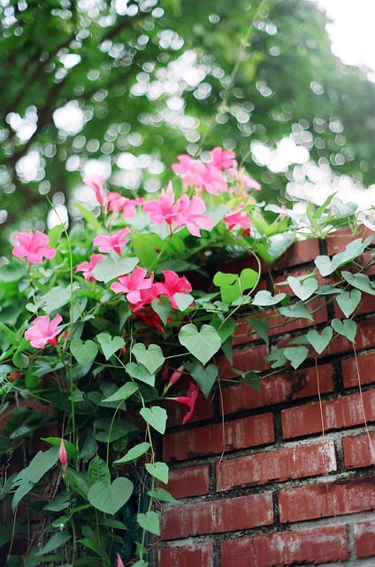 Free Flower Nature photo and picture